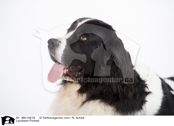 Landseer Portrait / NN-10618