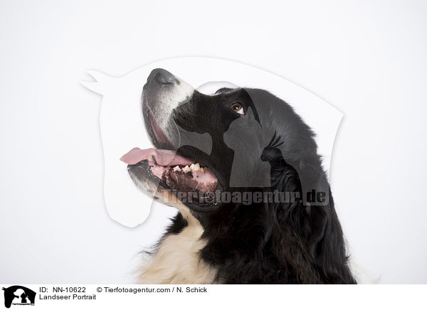 Landseer Portrait / NN-10622