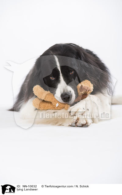 lying Landseer / NN-10632