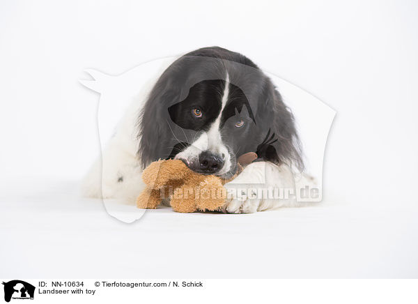 Landseer with toy / NN-10634