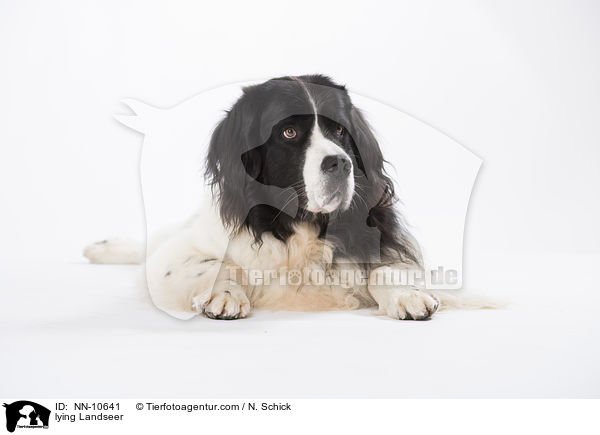 lying Landseer / NN-10641