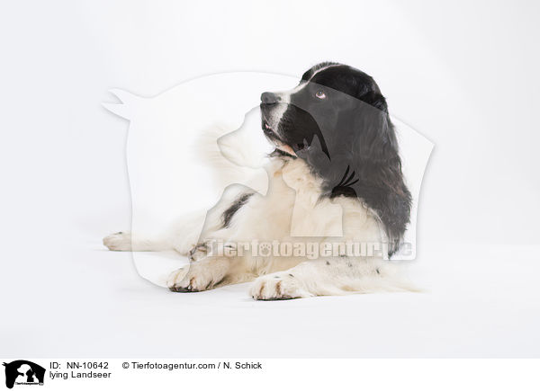 lying Landseer / NN-10642