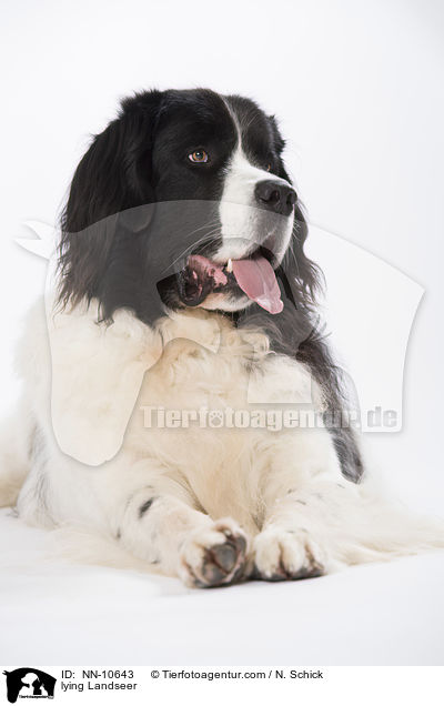 lying Landseer / NN-10643