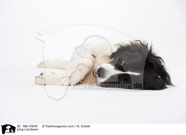lying Landseer / NN-10645