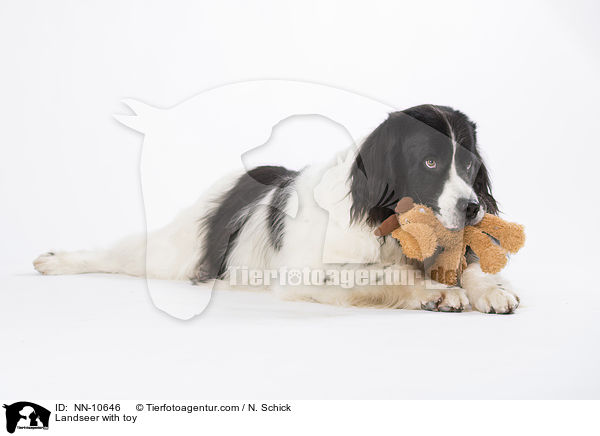 Landseer with toy / NN-10646