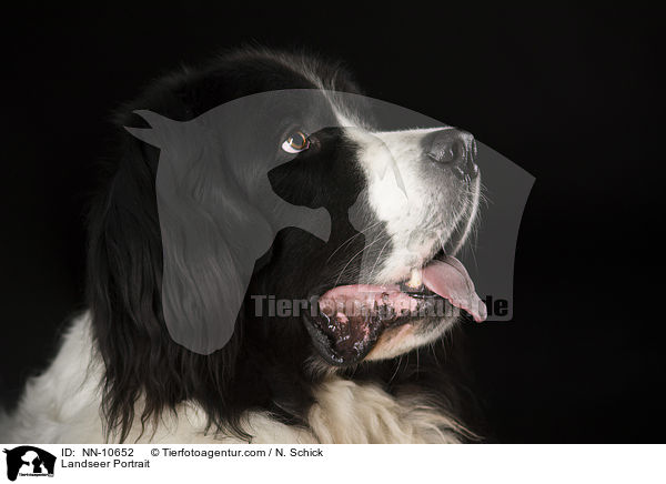 Landseer Portrait / NN-10652