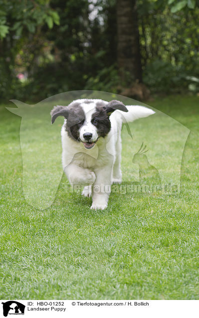 Landseer Puppy / HBO-01252