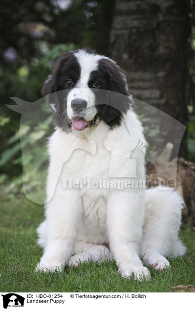 Landseer Puppy / HBO-01254