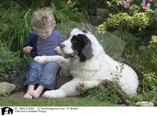 child and Landseer Puppy / HBO-01259