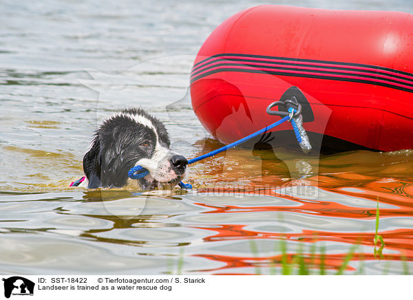 Landseer wird ausgebildet zum Wasserrettungshund / Landseer is trained as a water rescue dog / SST-18422