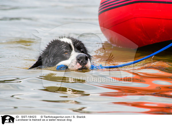 Landseer wird ausgebildet zum Wasserrettungshund / Landseer is trained as a water rescue dog / SST-18423