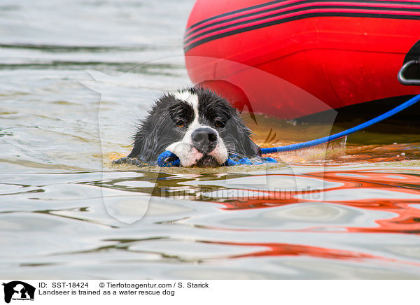 Landseer wird ausgebildet zum Wasserrettungshund / Landseer is trained as a water rescue dog / SST-18424
