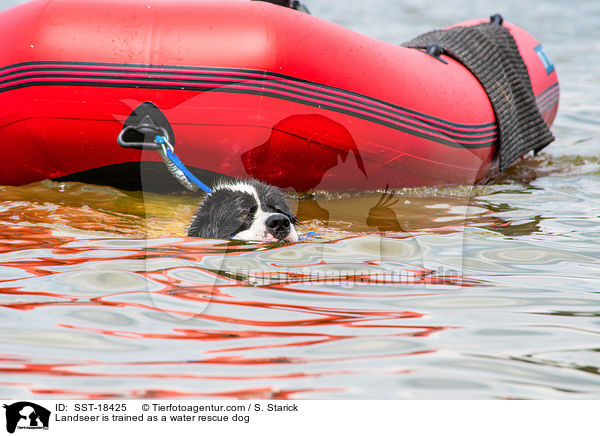 Landseer wird ausgebildet zum Wasserrettungshund / Landseer is trained as a water rescue dog / SST-18425