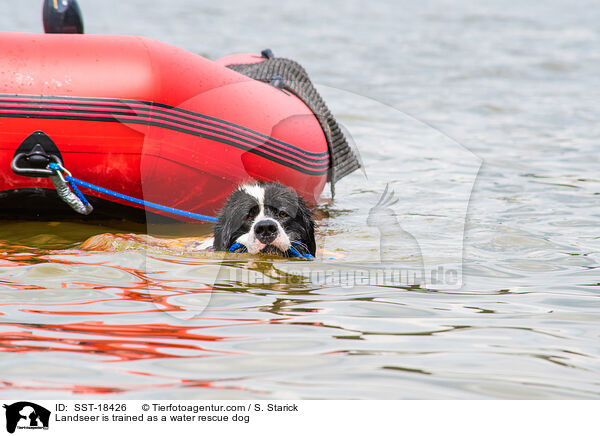 Landseer wird ausgebildet zum Wasserrettungshund / Landseer is trained as a water rescue dog / SST-18426