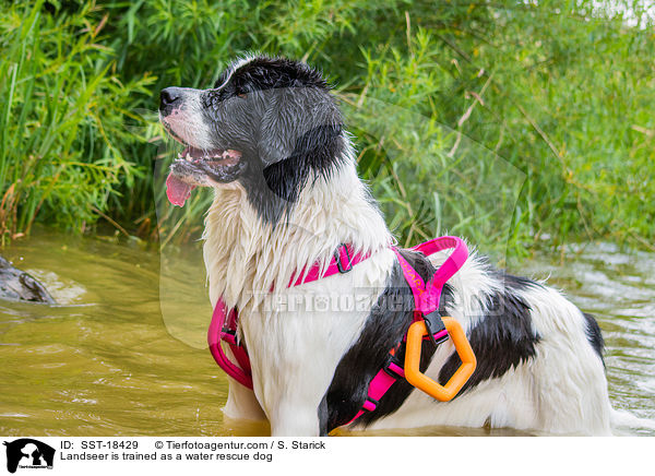Landseer is trained as a water rescue dog / SST-18429