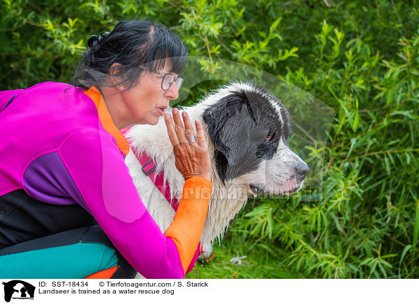 Landseer is trained as a water rescue dog / SST-18434