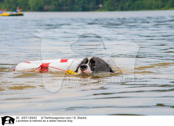 Landseer wird ausgebildet zum Wasserrettungshund / Landseer is trained as a water rescue dog / SST-18442