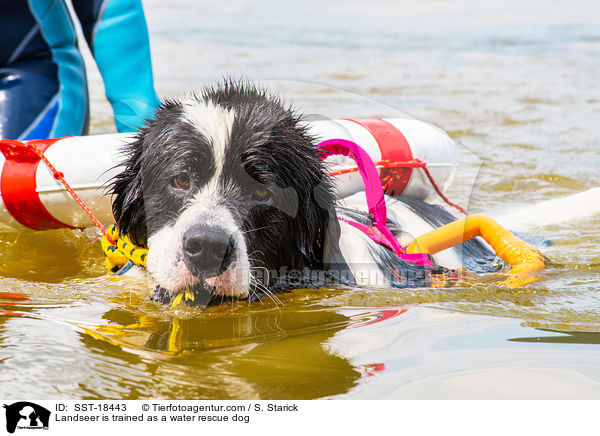Landseer wird ausgebildet zum Wasserrettungshund / Landseer is trained as a water rescue dog / SST-18443