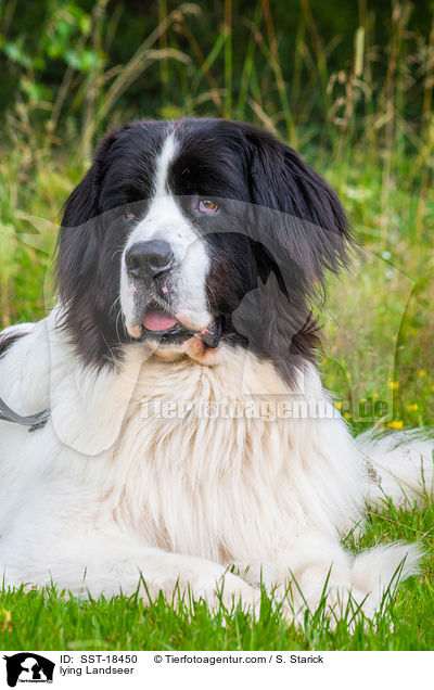 lying Landseer / SST-18450