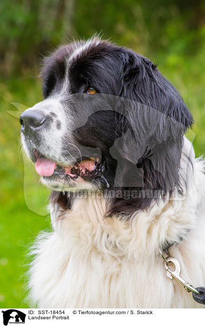 Landseer Portrait / Landseer Portrait / SST-18454