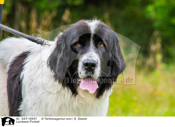 Landseer Portrait / Landseer Portrait / SST-18457