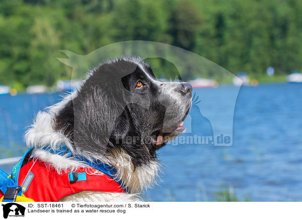 Landseer is trained as a water rescue dog / SST-18461