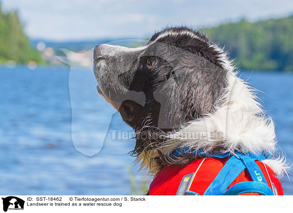 Landseer is trained as a water rescue dog / SST-18462