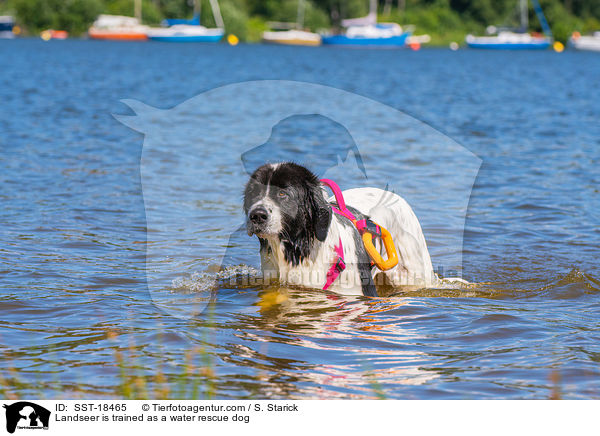 Landseer is trained as a water rescue dog / SST-18465