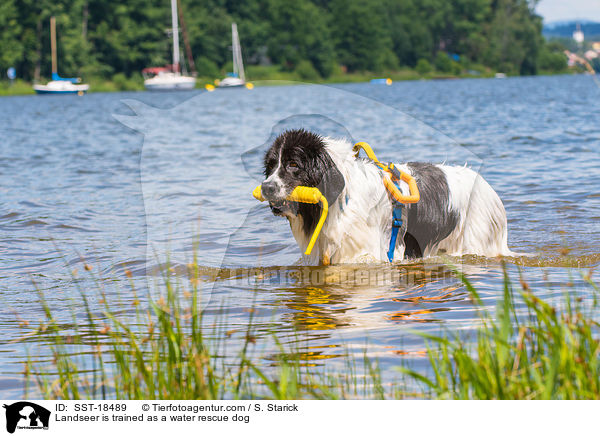 Landseer is trained as a water rescue dog / SST-18489