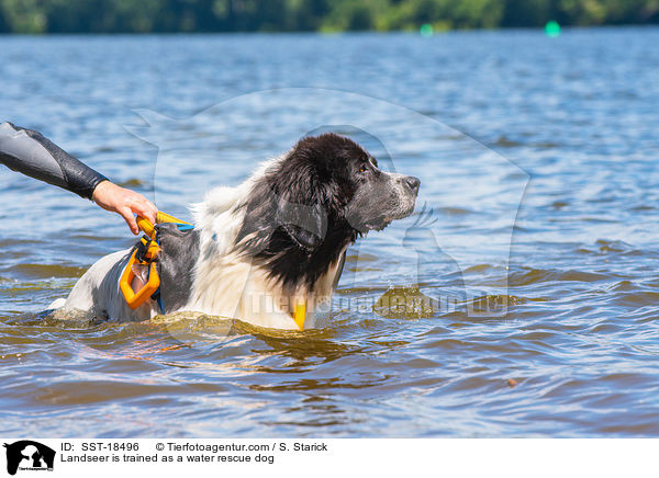 Landseer is trained as a water rescue dog / SST-18496