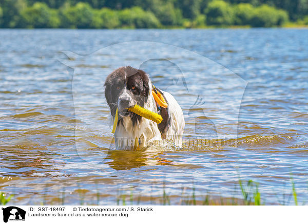 Landseer is trained as a water rescue dog / SST-18497