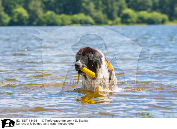 Landseer is trained as a water rescue dog / SST-18498