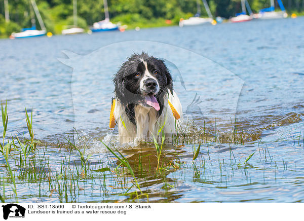 Landseer is trained as a water rescue dog / SST-18500
