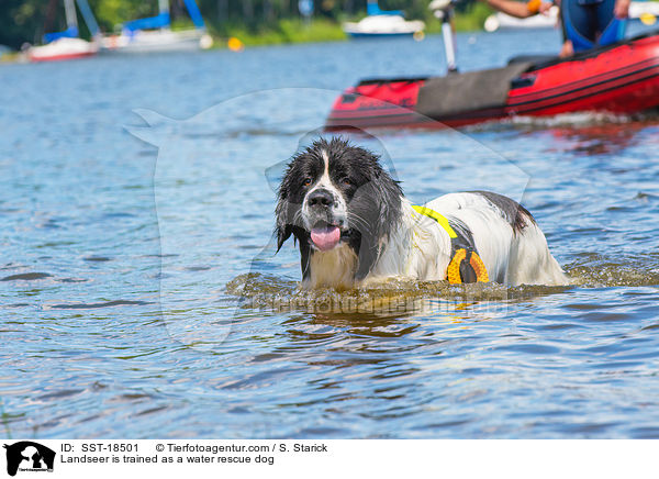 Landseer wird ausgebildet zum Wasserrettungshund / Landseer is trained as a water rescue dog / SST-18501