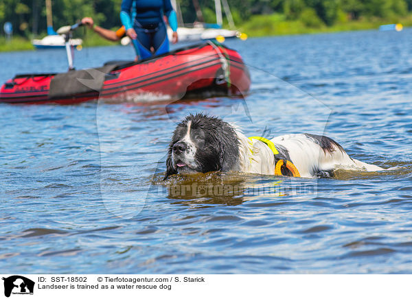 Landseer is trained as a water rescue dog / SST-18502