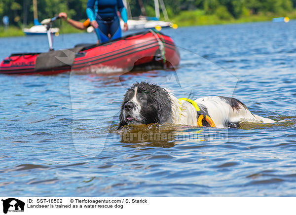 Landseer wird ausgebildet zum Wasserrettungshund / Landseer is trained as a water rescue dog / SST-18502