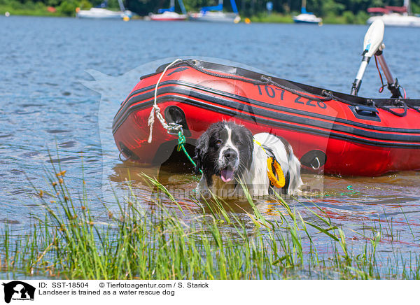 Landseer is trained as a water rescue dog / SST-18504