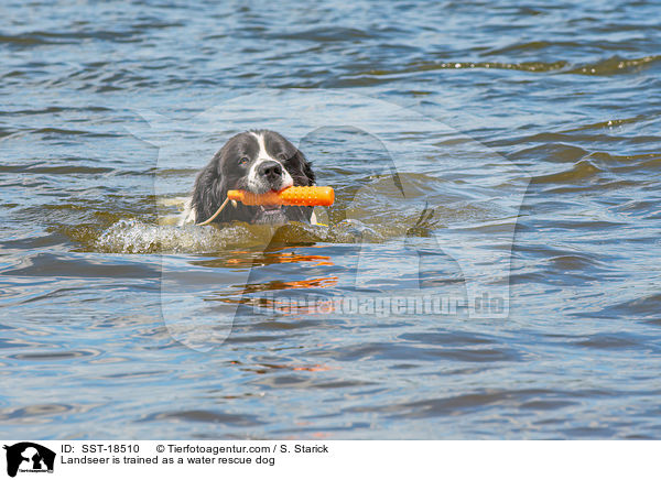 Landseer is trained as a water rescue dog / SST-18510
