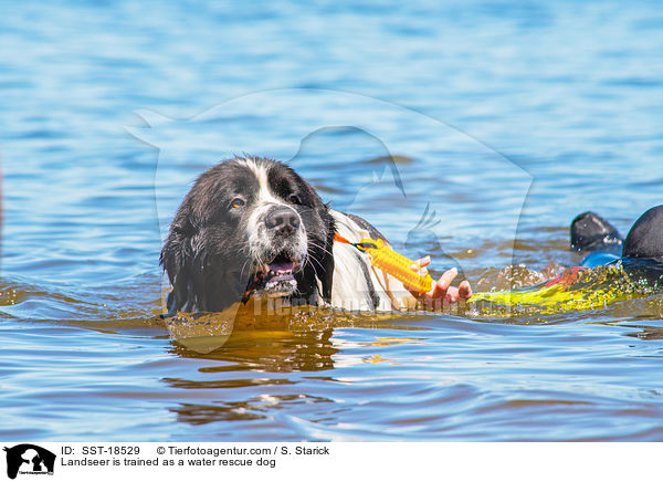 Landseer is trained as a water rescue dog / SST-18529