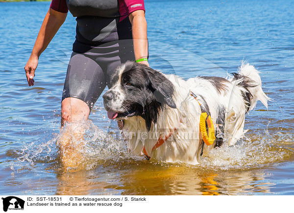 Landseer is trained as a water rescue dog / SST-18531
