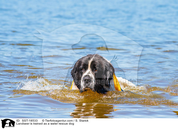 Landseer is trained as a water rescue dog / SST-18533