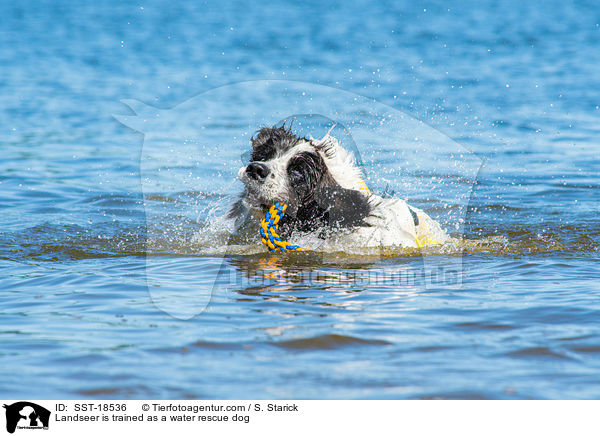 Landseer is trained as a water rescue dog / SST-18536