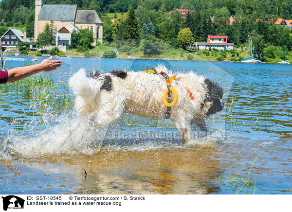 Landseer is trained as a water rescue dog / SST-18545