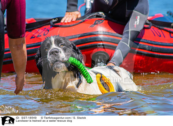 Landseer wird ausgebildet zum Wasserrettungshund / Landseer is trained as a water rescue dog / SST-18549