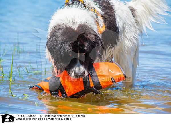 Landseer wird ausgebildet zum Wasserrettungshund / Landseer is trained as a water rescue dog / SST-18553