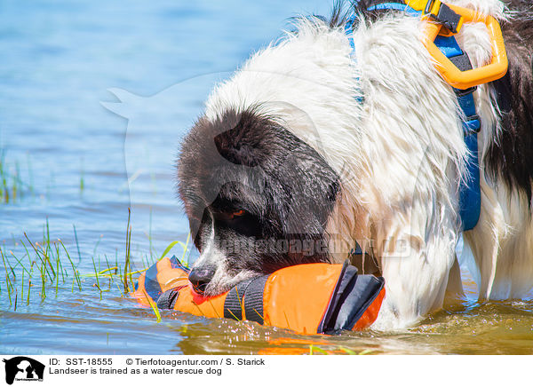 Landseer is trained as a water rescue dog / SST-18555