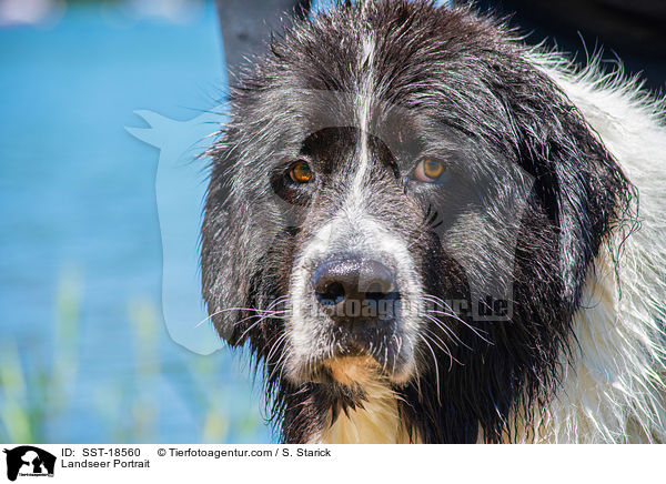 Landseer Portrait / SST-18560