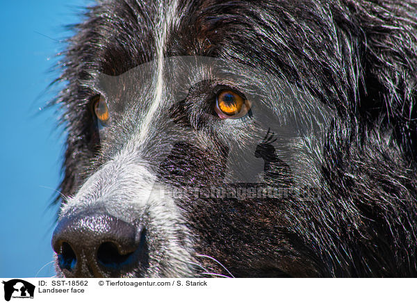 Landseer Gesicht / Landseer face / SST-18562