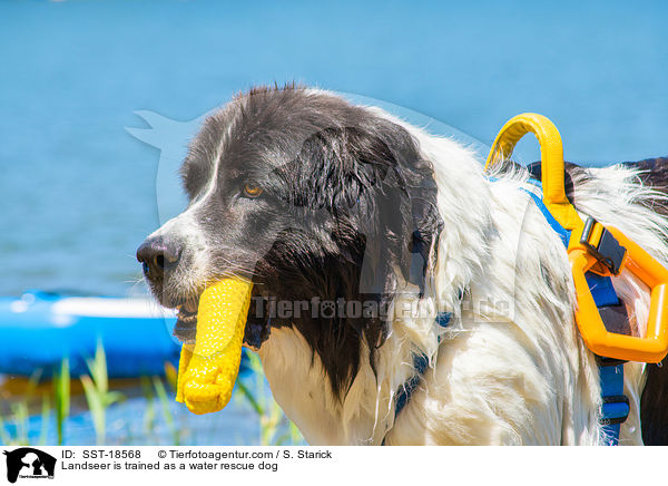 Landseer is trained as a water rescue dog / SST-18568