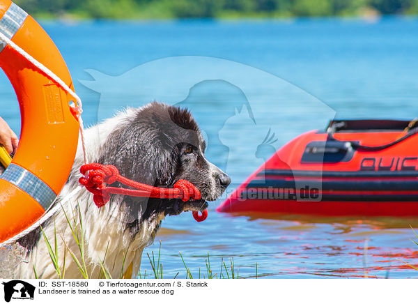 Landseer wird ausgebildet zum Wasserrettungshund / Landseer is trained as a water rescue dog / SST-18580
